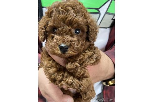 成約済の静岡県のトイプードル-165030の2枚目