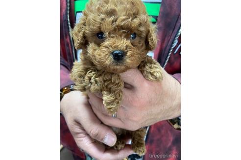 成約済の静岡県のトイプードル-165031の3枚目