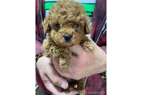 成約済の静岡県のトイプードル-165031の2枚目