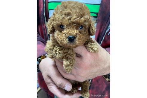 成約済の静岡県のトイプードル-165031