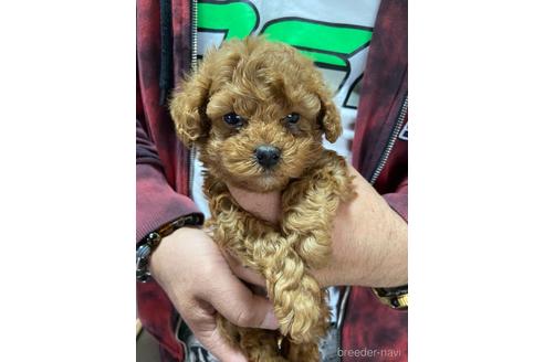 成約済の静岡県のトイプードル-165032の2枚目