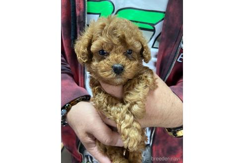 成約済の静岡県のトイプードル-165032の3枚目