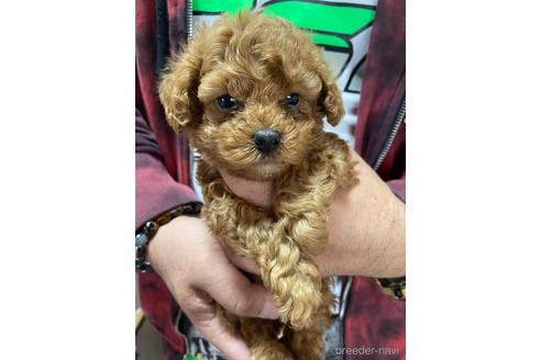 成約済の静岡県のトイプードル-165032の1枚目