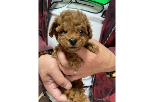 成約済の静岡県のトイプードル-165033の1枚目