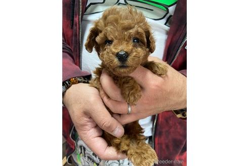 成約済の静岡県のトイプードル-165033の3枚目