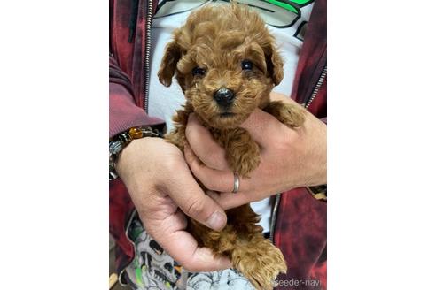 成約済の静岡県のトイプードル-165033の2枚目