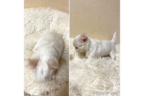成約済の徳島県のチワワ(ロングコート)-161067の4枚目