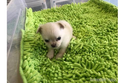 成約済の愛知県のチワワ(ロングコート)-161050の2枚目