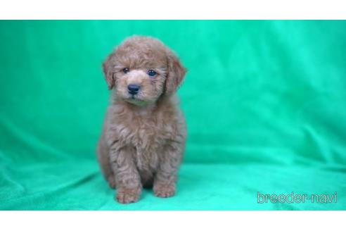 成約済の東京都のトイプードル-165060の3枚目