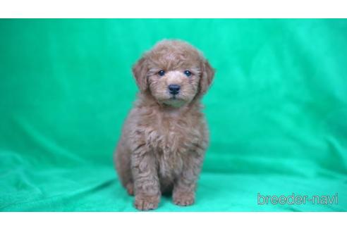 成約済の東京都のトイプードル-165060の1枚目