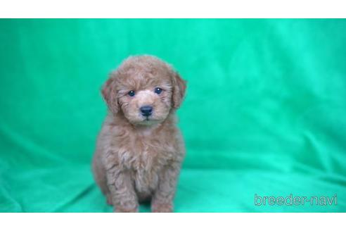 成約済の東京都のトイプードル-165060の2枚目