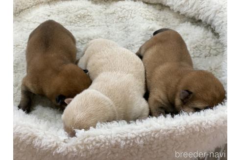 成約済の岡山県の豆柴-165062の7枚目