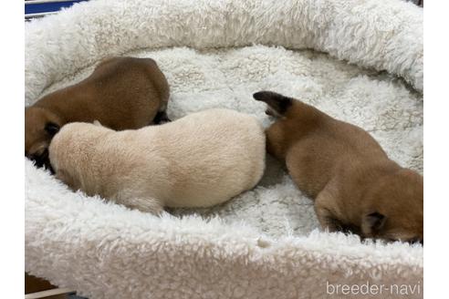 成約済の岡山県の豆柴-165062の6枚目