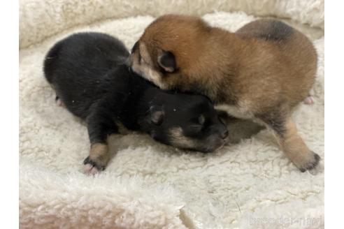 成約済の岡山県の豆柴-165066の6枚目