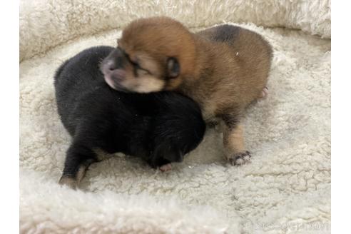 成約済の岡山県の豆柴-165066の5枚目