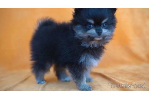 成約済の東京都のポメラニアン-165067の1枚目