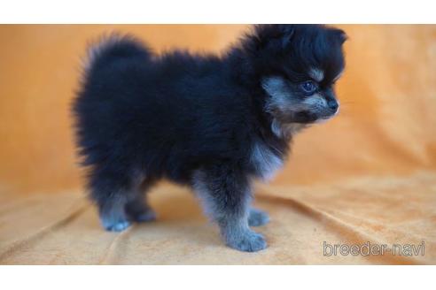 成約済の東京都のポメラニアン-165067の2枚目