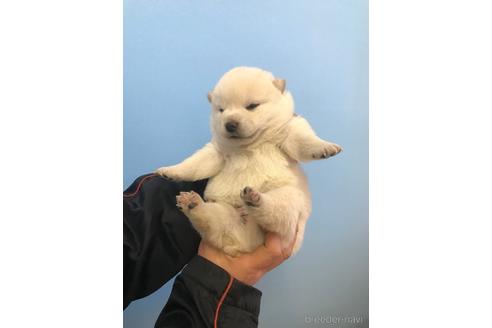 成約済のの柴犬-165072