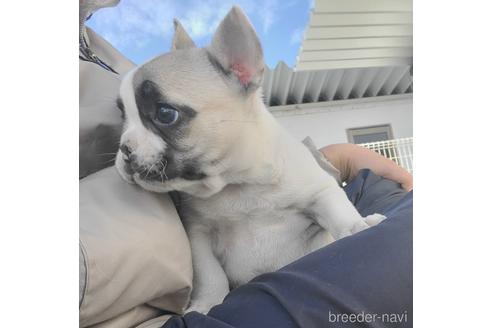 成約済の埼玉県のフレンチブルドッグ-164054の11枚目