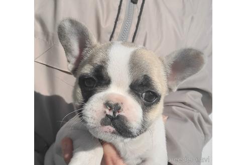 成約済の埼玉県のフレンチブルドッグ-164054の3枚目