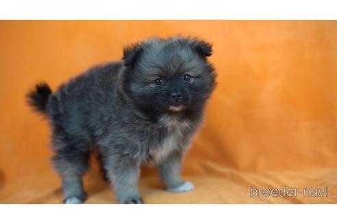 成約済の東京都のポメラニアン-165082の3枚目