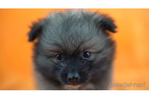 成約済の東京都のポメラニアン-165082の1枚目