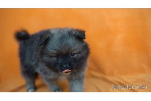 成約済の東京都のポメラニアン-165082の2枚目