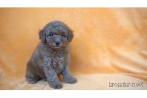 成約済の東京都のトイプードル-165086の2枚目