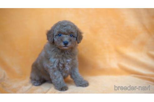 成約済の東京都のトイプードル-165086の1枚目