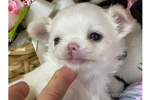 成約済の岐阜県のチワワ(ロングコート)-163515の35枚目