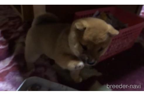 成約済の佐賀県の豆柴-165117