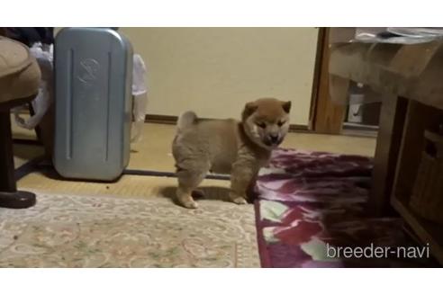 成約済の佐賀県の豆柴-165117の2枚目