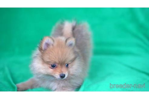 成約済の千葉県のポメラニアン-165129の3枚目