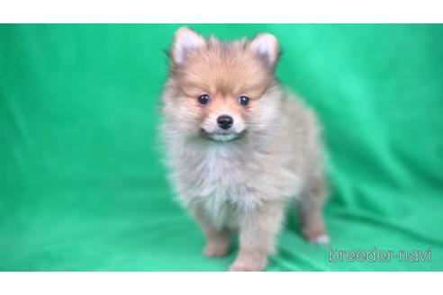成約済の千葉県のポメラニアン-165132の1枚目
