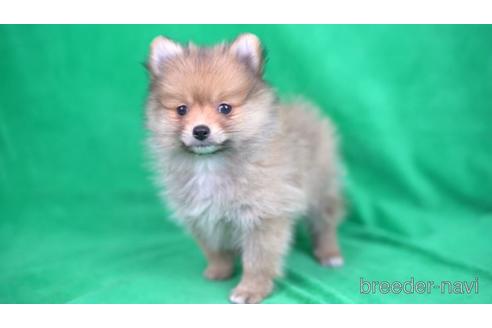 成約済の千葉県のポメラニアン-165132の2枚目