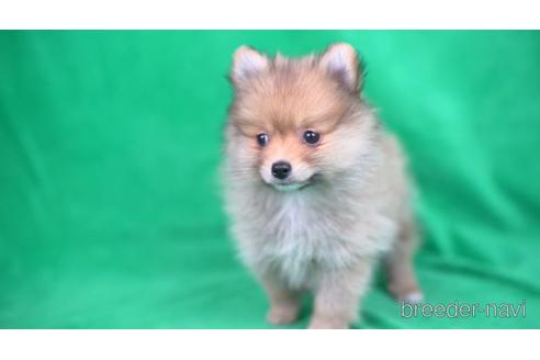 成約済の千葉県のポメラニアン-165132の3枚目