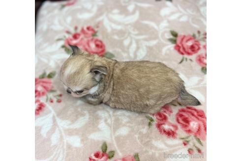 成約済の香川県のチワワ(ロングコート)-165186の4枚目