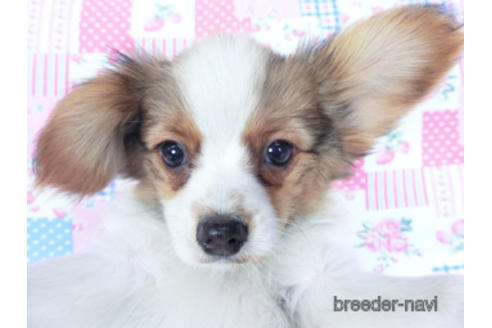 成約済の千葉県のパピヨン-161243の1枚目