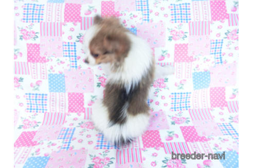 成約済の千葉県のパピヨン-161243の2枚目