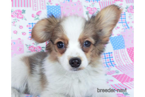 成約済の千葉県のパピヨン-161243の4枚目