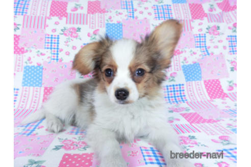 成約済の千葉県のパピヨン-161243の3枚目