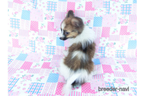 成約済の千葉県のパピヨン-161244の3枚目