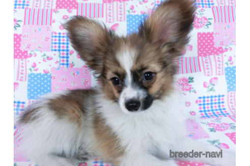 成約済の千葉県のパピヨン-161244の2枚目