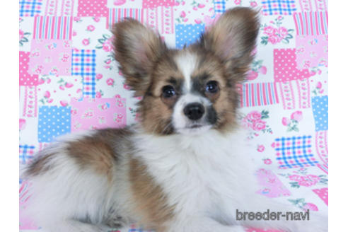 成約済の千葉県のパピヨン-161244の4枚目