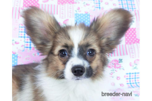 成約済の千葉県のパピヨン-161244の1枚目