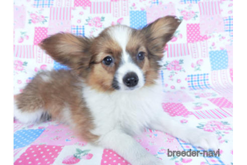 成約済の千葉県のパピヨン-161247の2枚目