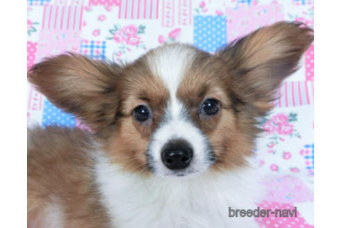 成約済の千葉県のパピヨン-161247の1枚目