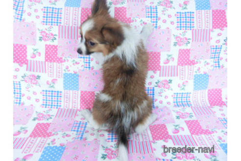 成約済の千葉県のパピヨン-161247の3枚目