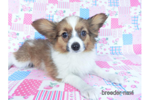 成約済の千葉県のパピヨン-161247の4枚目