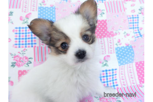 成約済の千葉県のパピヨン-162727の5枚目